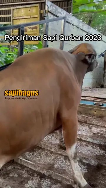 Pengiriman-Sapi-Qurban-2023
